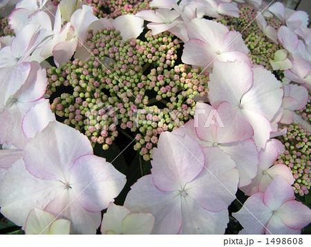 アジサイ 1498608