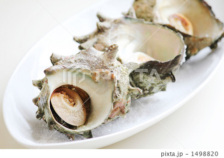 サザエ さざえ サザエ さざえ 1498820