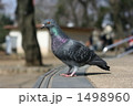 鳩 1498960