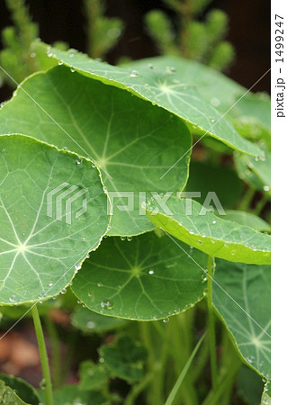 ナスタチウムの葉に雫 1499247