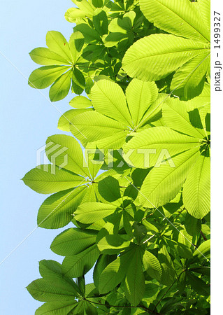 光を透かして美しいトチノキ 1499327