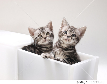 引き出しに入った2匹の子猫 1499396
