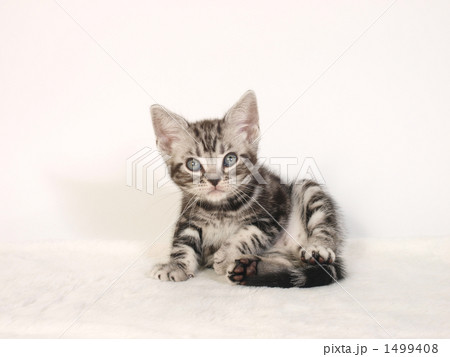アメリカンショートヘアーの子猫 1499408