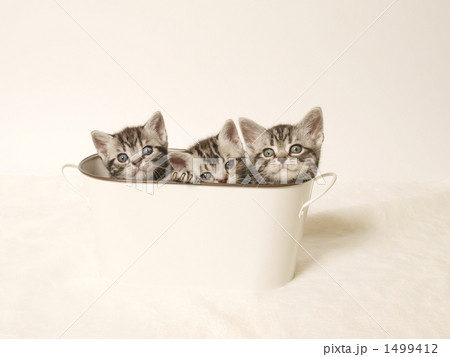鉢カバーに入った3匹の子猫 1499412