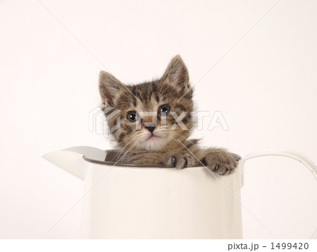 水差しに入った子猫 1499420