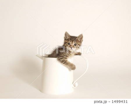 水差しに入った子猫 1499431