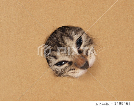 穴から顔をだす子猫 1499462