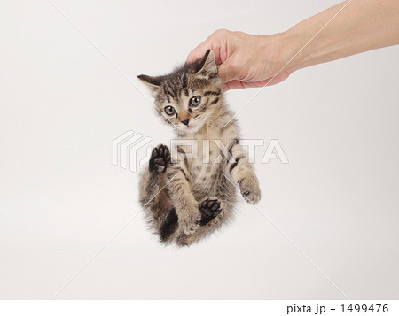 つかまれた子猫 1499476