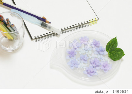 紫陽花-05■色鉛筆+スケッチブック■ガクアジサイ-絵-水彩-紫色 紫陽花-05■色鉛筆+スケッチブック■ガクアジサイ-絵-水彩-紫色 1499634