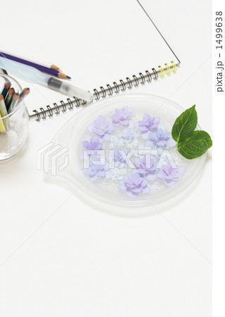 紫陽花-06■色鉛筆+スケッチブック■ガクアジサイ-絵-水彩-紫色 1499638