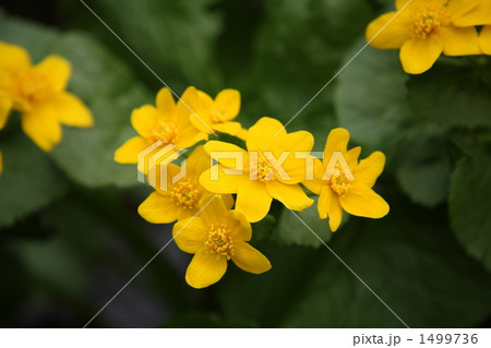 エゾノリュウキンカ エゾノリュウキンカ 1499736