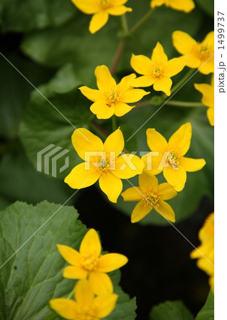 エゾノリュウキンカ エゾノリュウキンカ 1499737