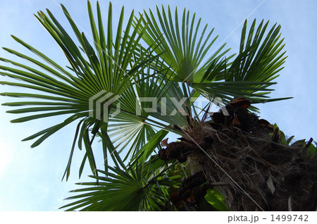 棕櫚 棕櫚 1499742