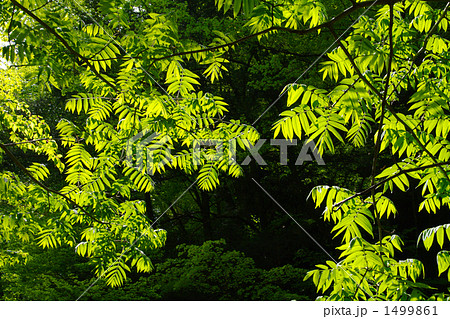 サワグルミの葉 1499861