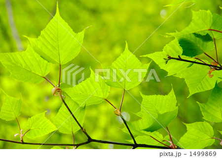 ウリハダカエデの葉 1499869