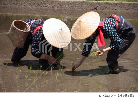 白川郷　早乙女たちの田植え祭り 1499885