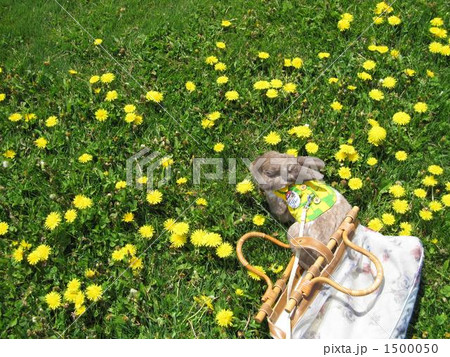 たんぽぽ畑でお散歩 1500050