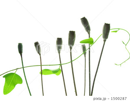 芥子のオブジェ 1500287