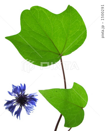 つたのオブジェ 1500291