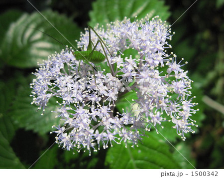 キリギリスのゆりかご 1500342