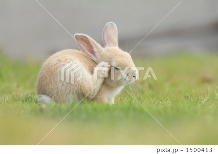 仔うた 仔うた 1500413