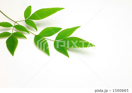 南天の葉 1500665