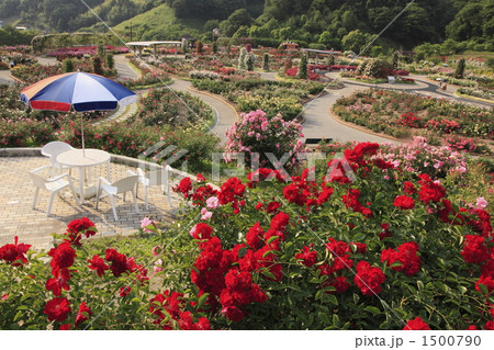 花フェスタ記念公園 花フェスタ記念公園 1500790
