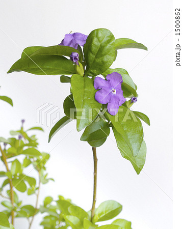 ニオイバンマツリの紫色の花 1500862