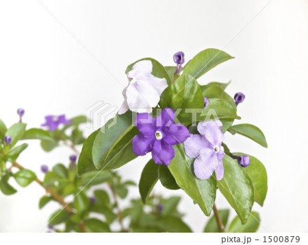ニオイバンマツリ・花色の変色3色(紫・淡紫・白色) ニオイバンマツリ・花色の変色3色(紫・淡紫・白色) 1500879