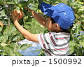 子供のリンゴ狩り斜め後ろからアップ 1500992