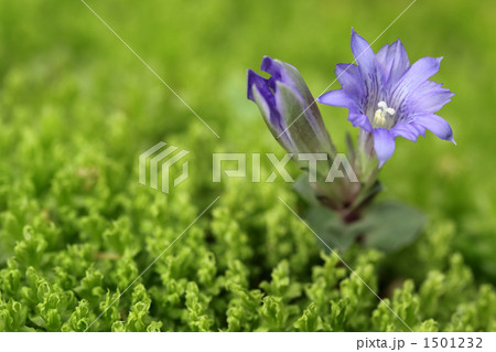 小さなフデリンドウ 小さなフデリンドウ 1501232