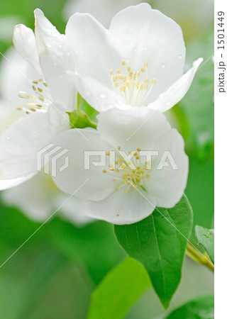 ニオイバイカウツギ 1501449