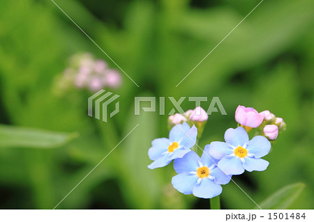 ワスレナグサ ワスレナグサ 1501484