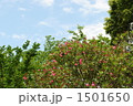 1501650