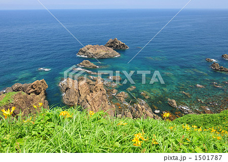 大野亀のトビシマカンゾウ 大野亀のトビシマカンゾウ 1501787