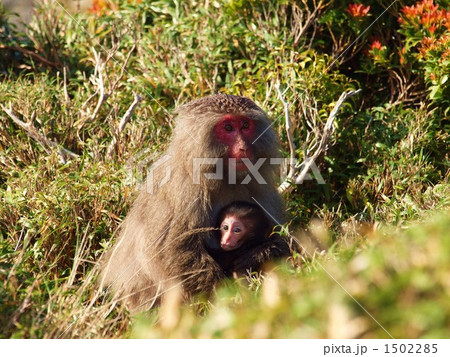 屋久島のサル(屋久ザル) 1502285