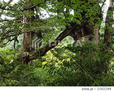 屋久島・縄文杉トレッキング「夫婦杉」 1502299