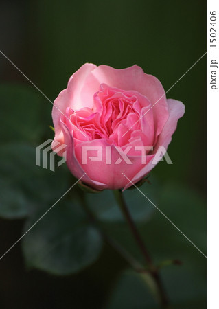 薔薇 薔薇 1502406