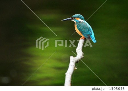 カワセミ休憩中 1503053