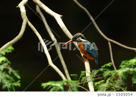 カワセミ物色中 1503054