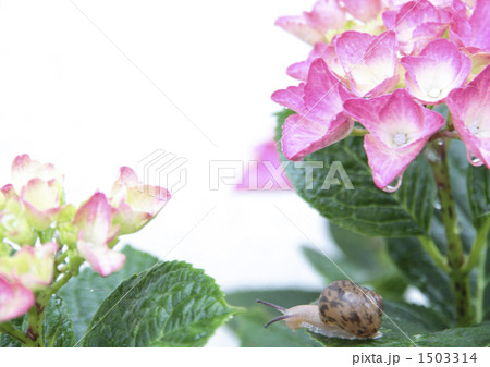 紫陽花とカタツムリ 紫陽花とカタツムリ 1503314