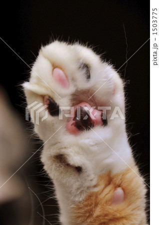 三毛猫の肉球の写真素材 [1503775] - PIXTA