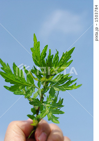 草餅でも作ろうか 1503784