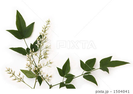 南天の葉と花 1504041