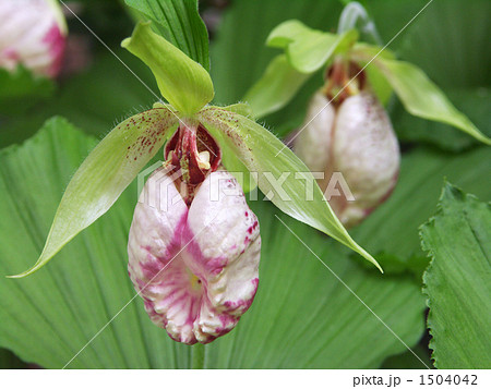 クマガイソウの花 1504042
