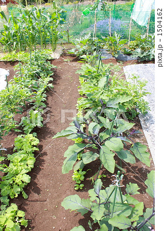 貸し農園イメージ 貸し農園イメージ 1504162