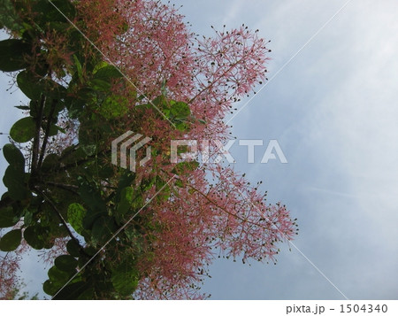 スモークツリー 1504340