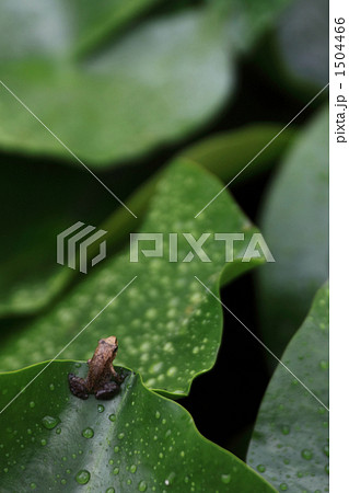 雨上がりに一休み 雨上がりに一休み 1504466