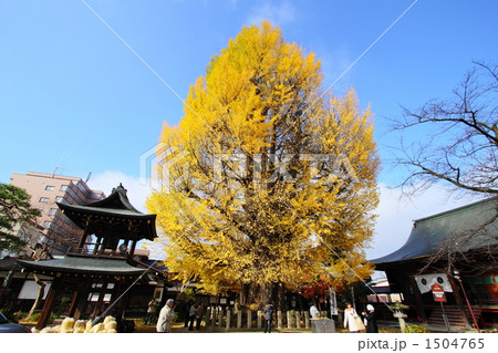 秋晴れの大銀杏 1504765