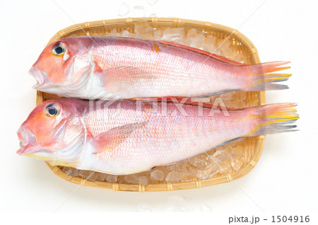 浜名湖舞阪町えんばい朝市の甘鯛アマダイ。 浜名湖舞阪町えんばい朝市の甘鯛アマダイ。 1504916